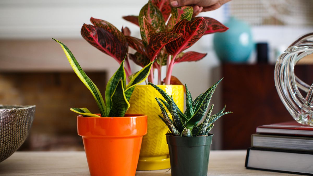 Beneficios de tener plantas en el hogar