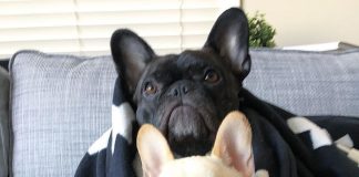 ¿Por qué tener un perro en casa? perros como mascotas en el hogar