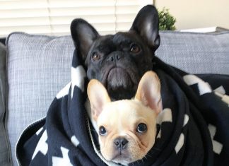 ¿Por qué tener un perro en casa? perros como mascotas en el hogar