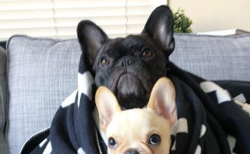 ¿Por qué tener un perro en casa? perros como mascotas en el hogar