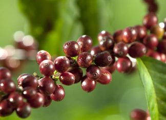 Dan a conocer programa lanza el programa de subasta de microlotes ‘One of a Kind Guatemala’ one of a kind guatemala anacafe