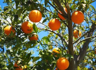 Ensalada perfecta para refrescarte y disfrutar de un gran sabor.