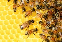La importancia de las abejas