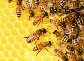 La importancia de las abejas