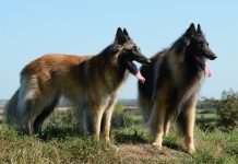 Una gran compañía, perros pastores belgas