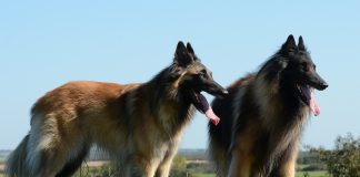 Una gran compañía, perros pastores belgas