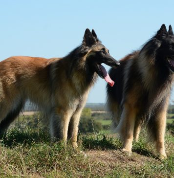 Una gran compañía, perros pastores belgas