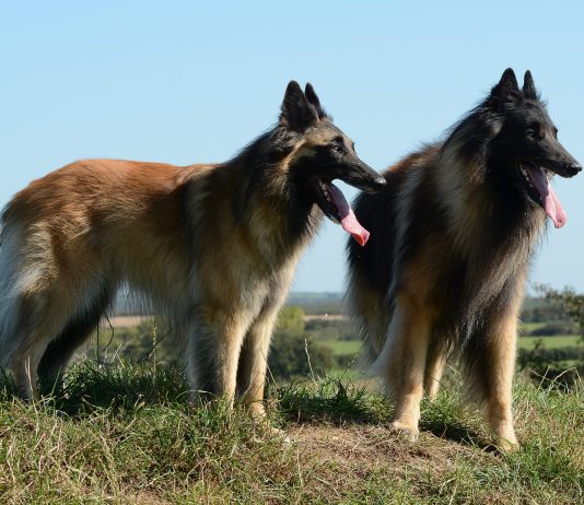 Una gran compañía, perros pastores belgas