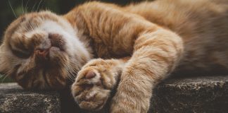 Por qué los gatos duermen tanto