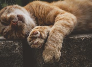 Por qué los gatos duermen tanto