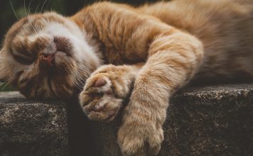 Por qué los gatos duermen tanto
