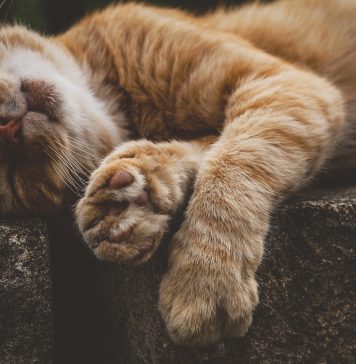 Por qué los gatos duermen tanto