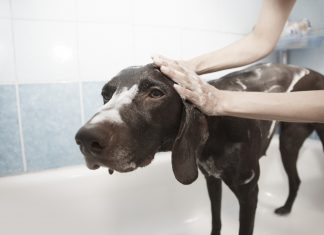Cada cuánto bañar a tu perro