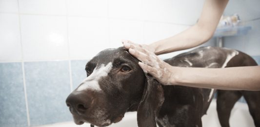 Cada cuánto bañar a tu perro