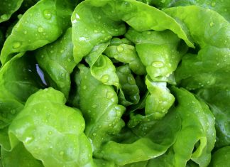 ¿Qué pasa si comemos mucha lechuga?