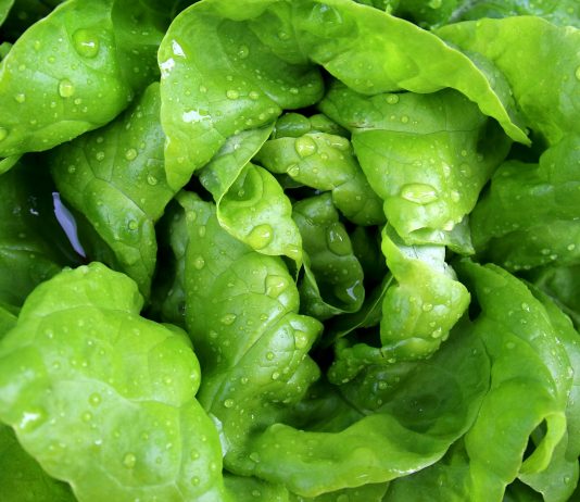 ¿Qué pasa si comemos mucha lechuga?