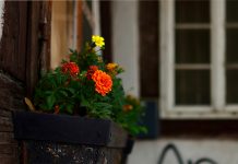 Por qué tener plantas en casa.