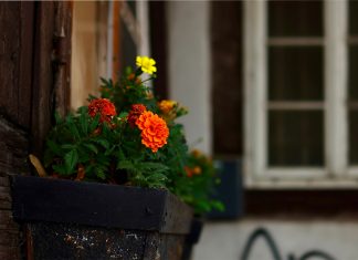 Por qué tener plantas en casa.