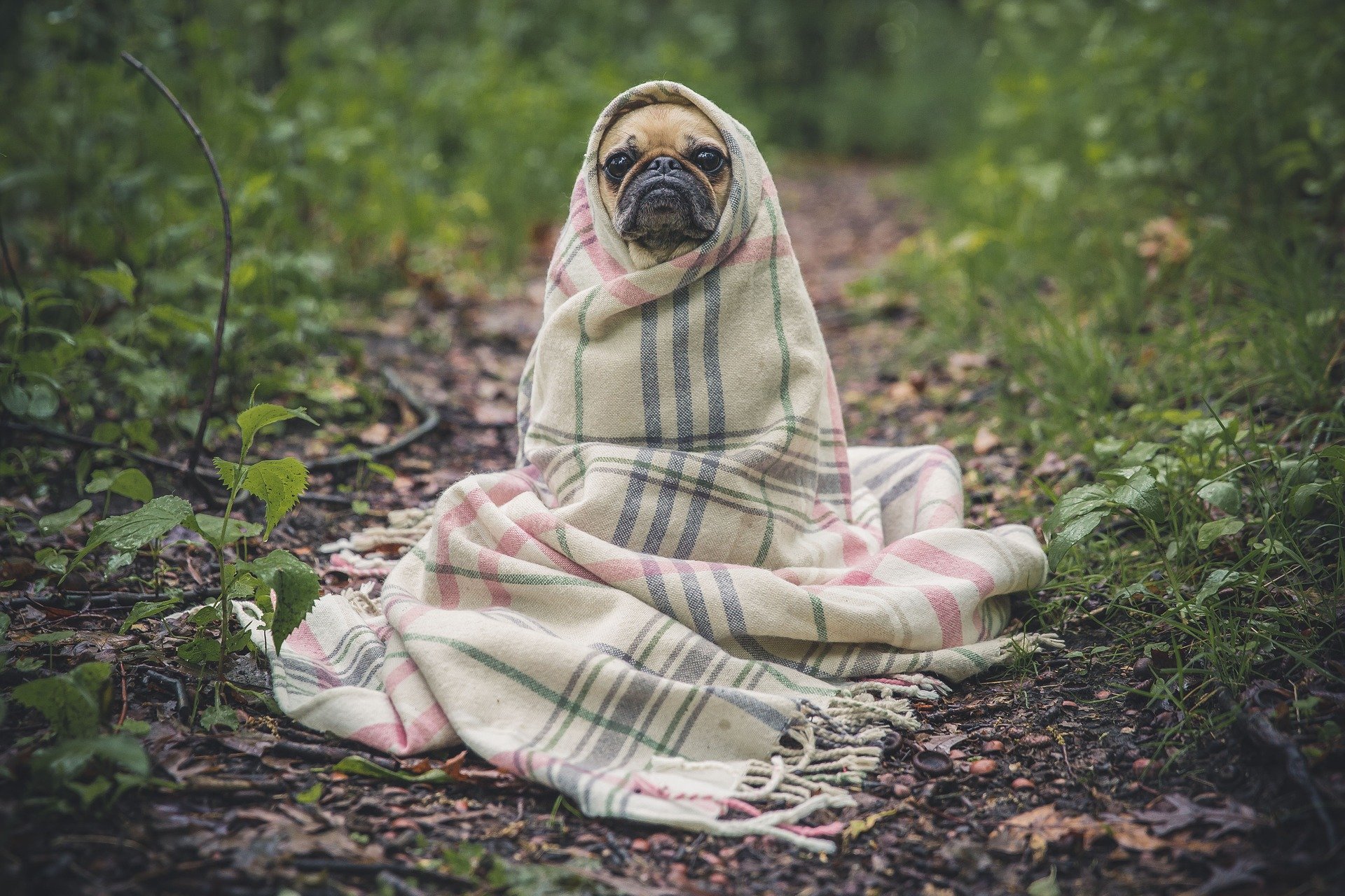 Adopté una mascota en situación de calle ¿Qué hago?