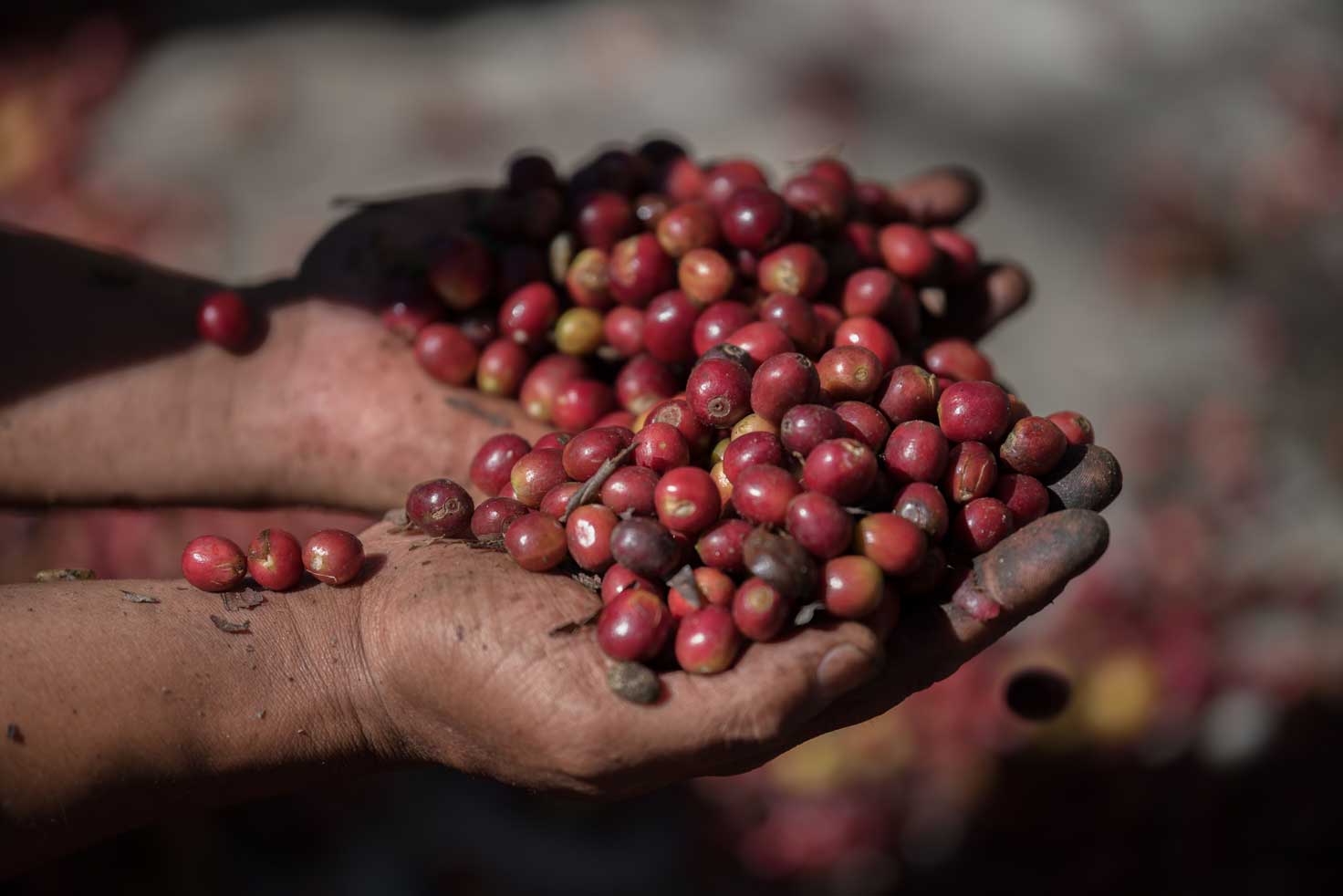 que es el cafe organico revista comebien