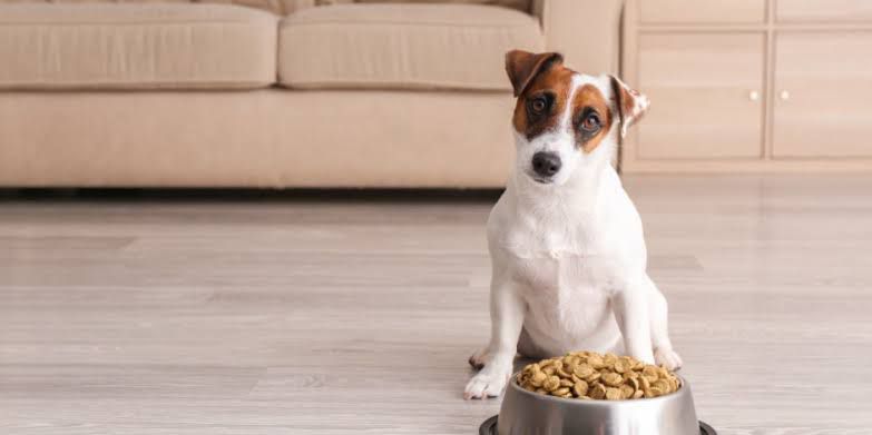 Dieta apropiada para el estómago de tus perros