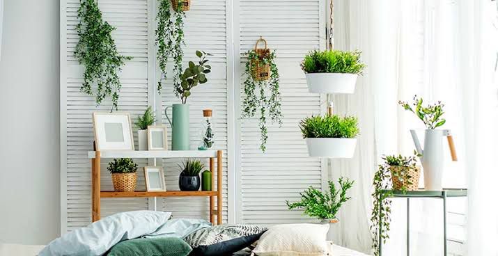 Plantas que puedes tener en interior de tu casa