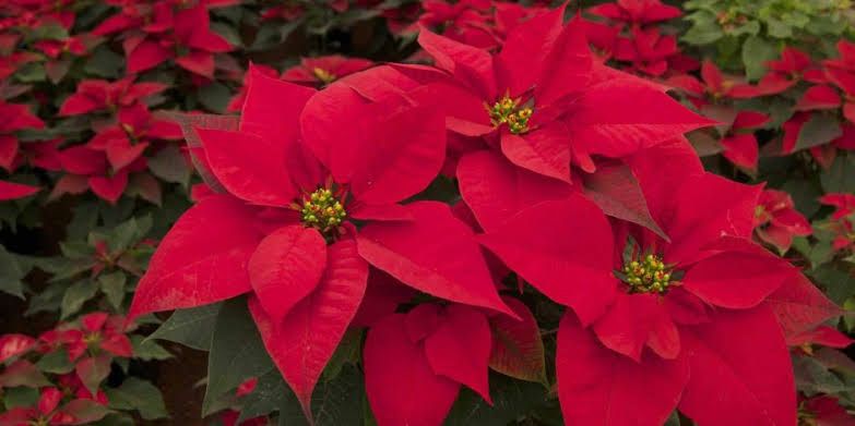 Como conservar la flor de Nochebuena