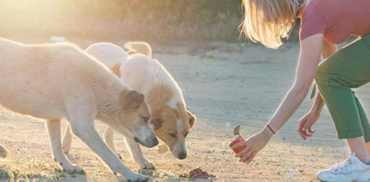 ¿Cómo ayudar a los perros callejeros