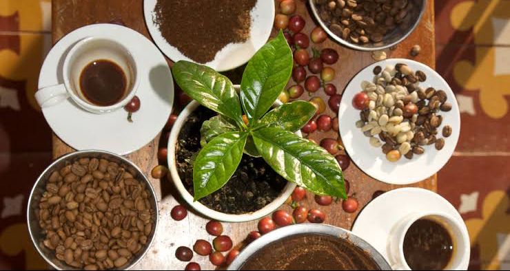 ¿Es posible cultivar café en casa