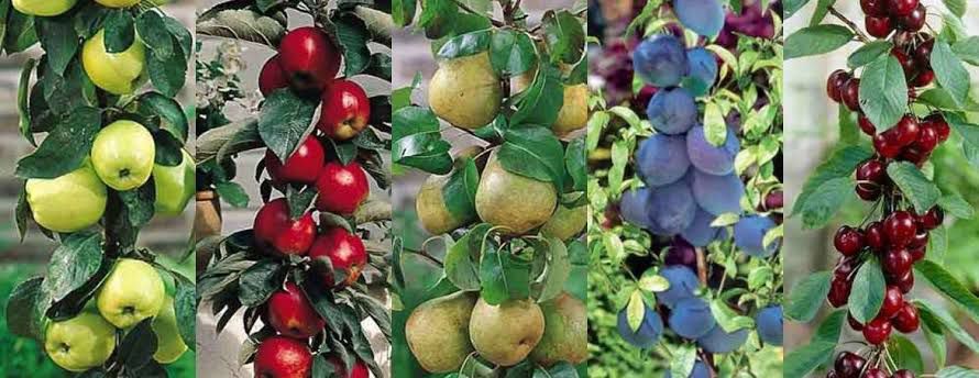 Árboles frutales que puedes sembrar en tu casa