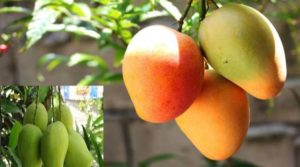 Árboles frutales que puedes sembrar en tu casa