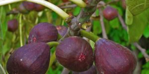 Árboles frutales que puedes sembrar en tu casa