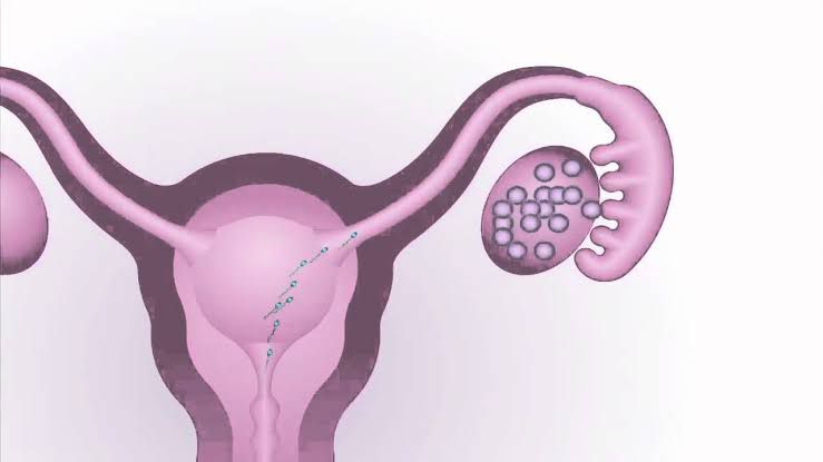 Así funciona la ovulación en nuestro cuerpo