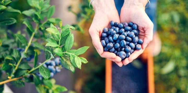 Comer arándanos reduce el riesgo de demencia