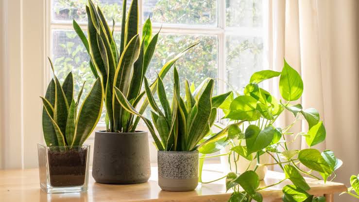 Plantas que purifican el aire de tu casa