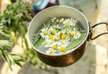 Beneficios de la manzanilla Beneficios de la manzanilla