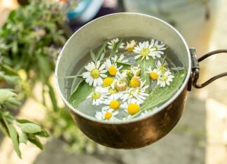 Beneficios de la manzanilla Beneficios de la manzanilla