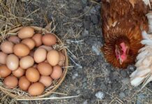 Huevos de gallina orgánicos Huevos de gallina orgánicos