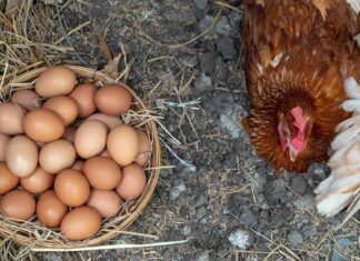 Huevos de gallina orgánicos Huevos de gallina orgánicos