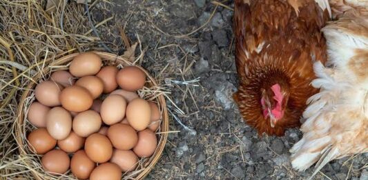 Huevos de gallina orgánicos Huevos de gallina orgánicos