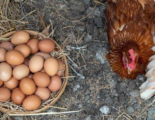 Huevos de gallina orgánicos Huevos de gallina orgánicos