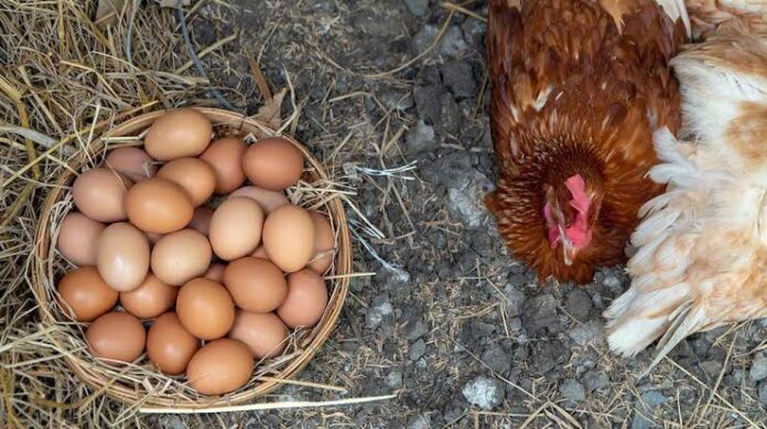 Huevos de gallina orgánicos