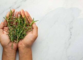 Jarabe de jengibre y romero Jarabe de jengibre y romero