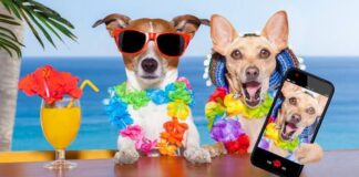 Cuidados para tu perruno durante el verano Cuidados para tu perruno durante el verano