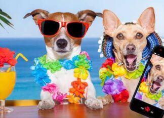 Cuidados para tu perruno durante el verano Cuidados para tu perruno durante el verano