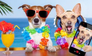 Cuidados para tu perruno durante el verano Cuidados para tu perruno durante el verano