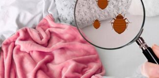 ¿Cómo saber si hay CHINCHES en mi hogar? ¿Cómo saber si hay CHINCHES en mi hogar