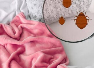 ¿Cómo saber si hay CHINCHES en mi hogar? ¿Cómo saber si hay CHINCHES en mi hogar