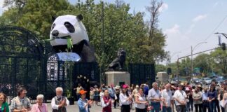 Zoológico de Chapultepec celebra 100 años Zoológico de Chapultepec celebra 100 años