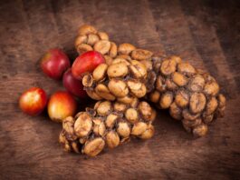 ¡El café más caro del mundo! Café de Civeta ¡El-cafe-mas-caro-del-mundo-Cafe-de-Civeta-.